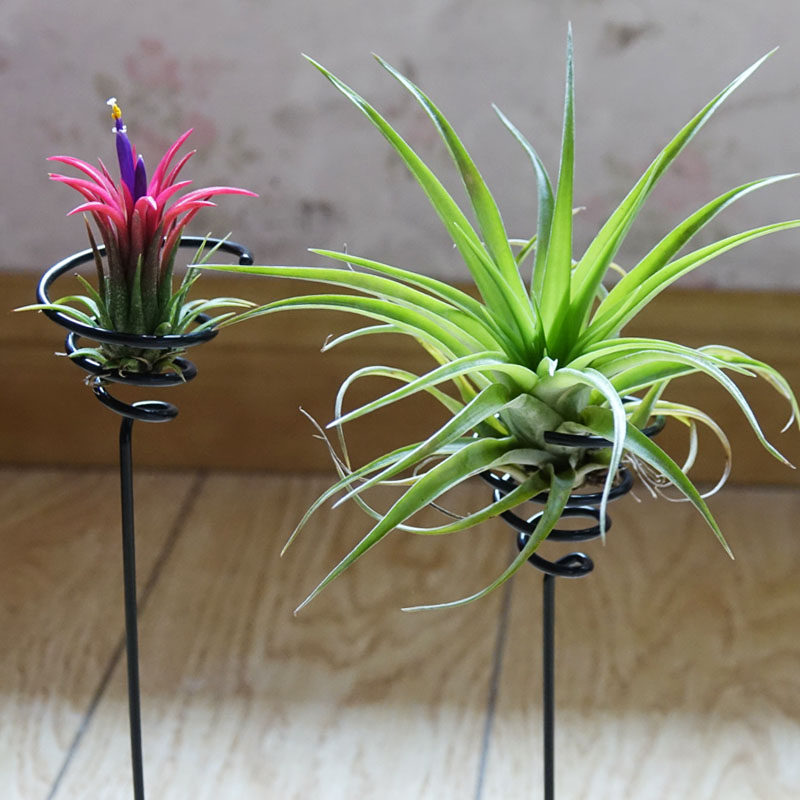 空凤空气凤梨弹簧支架花器底座高脚绿植