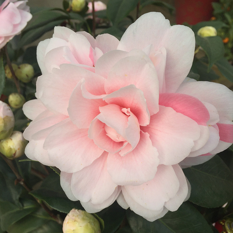 七仙女茶花盆栽带花苞树苗 浓香花卉 庭院室外四季山茶花观花植物