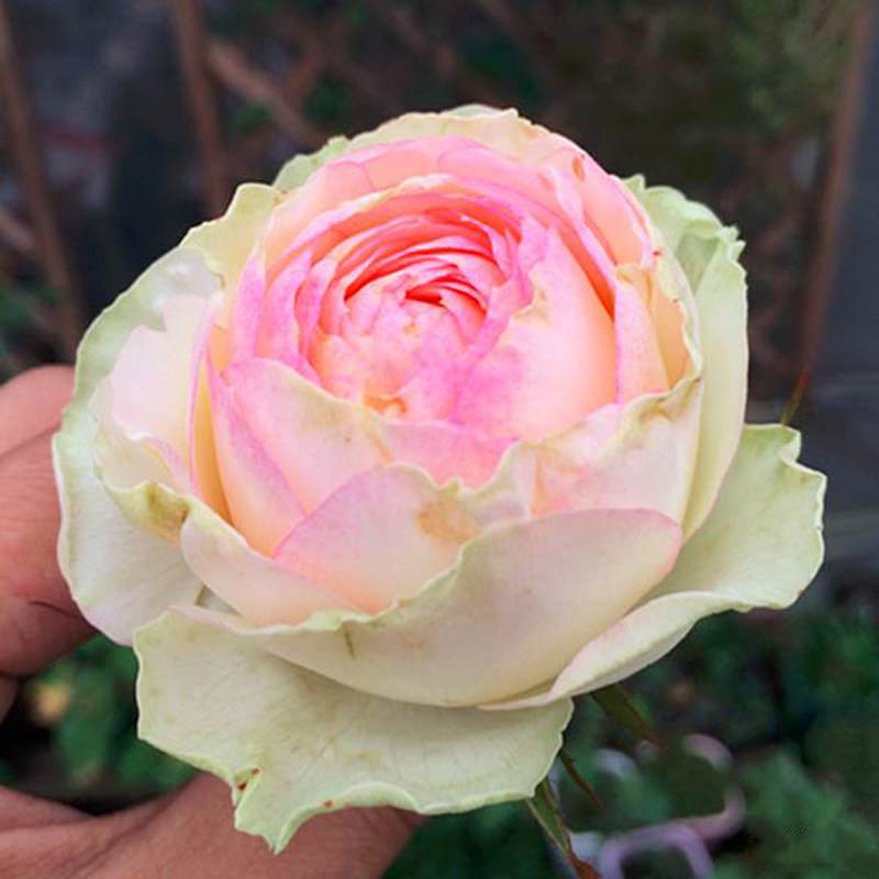 【花卉】幻彩欧洲月季花苗庭院阳台花卉四季开花植物玫瑰盆栽