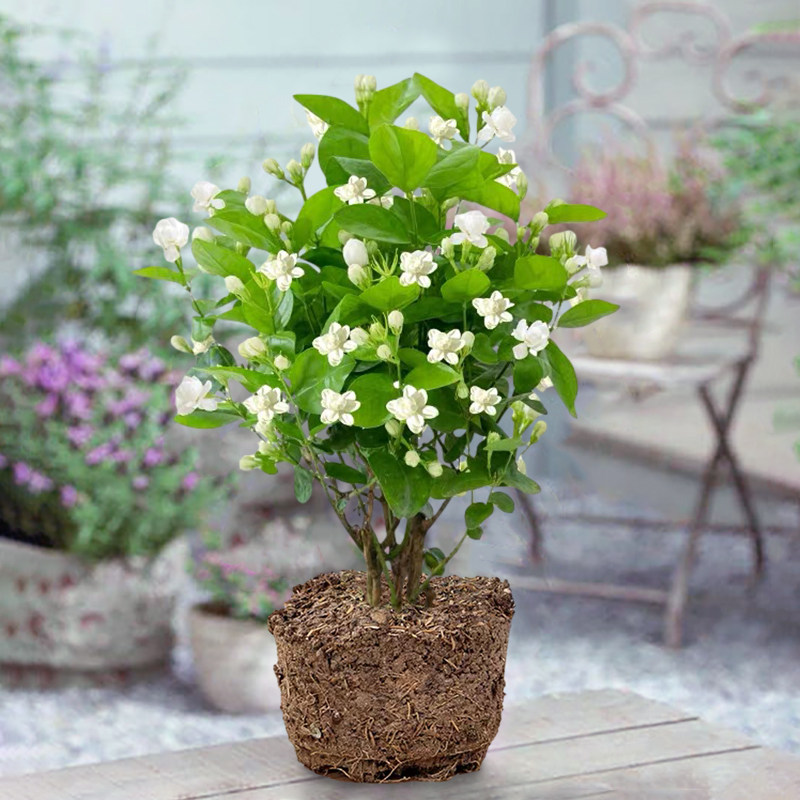 茉莉花盆栽浓香香型植物室内客厅四季易活绿植花卉