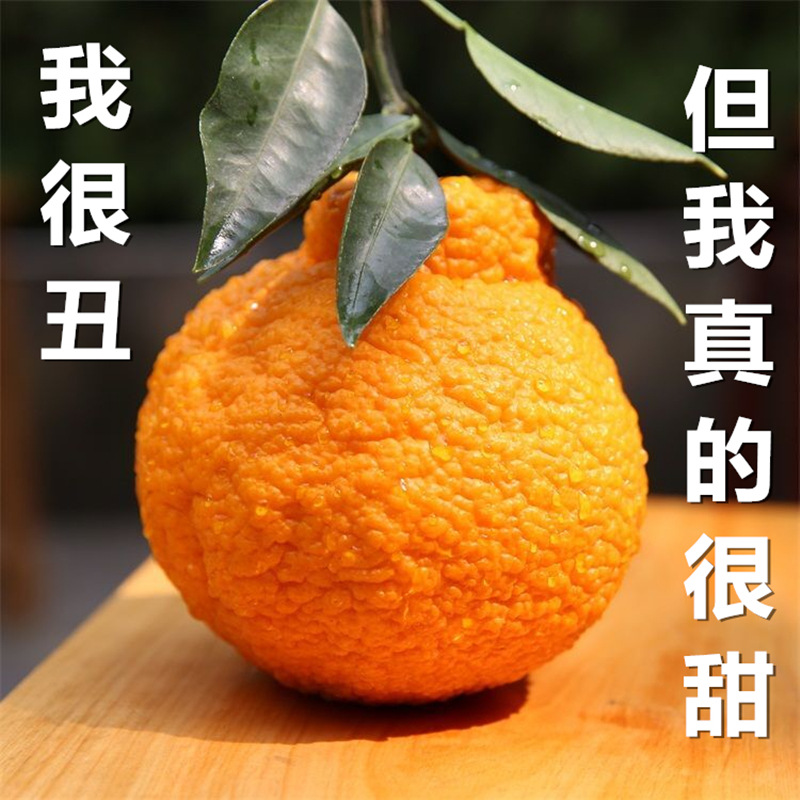 四川丹棱丑橘不知火丑八怪丑柑丑桔非耙耙柑新鲜孕妇水果现摘现发