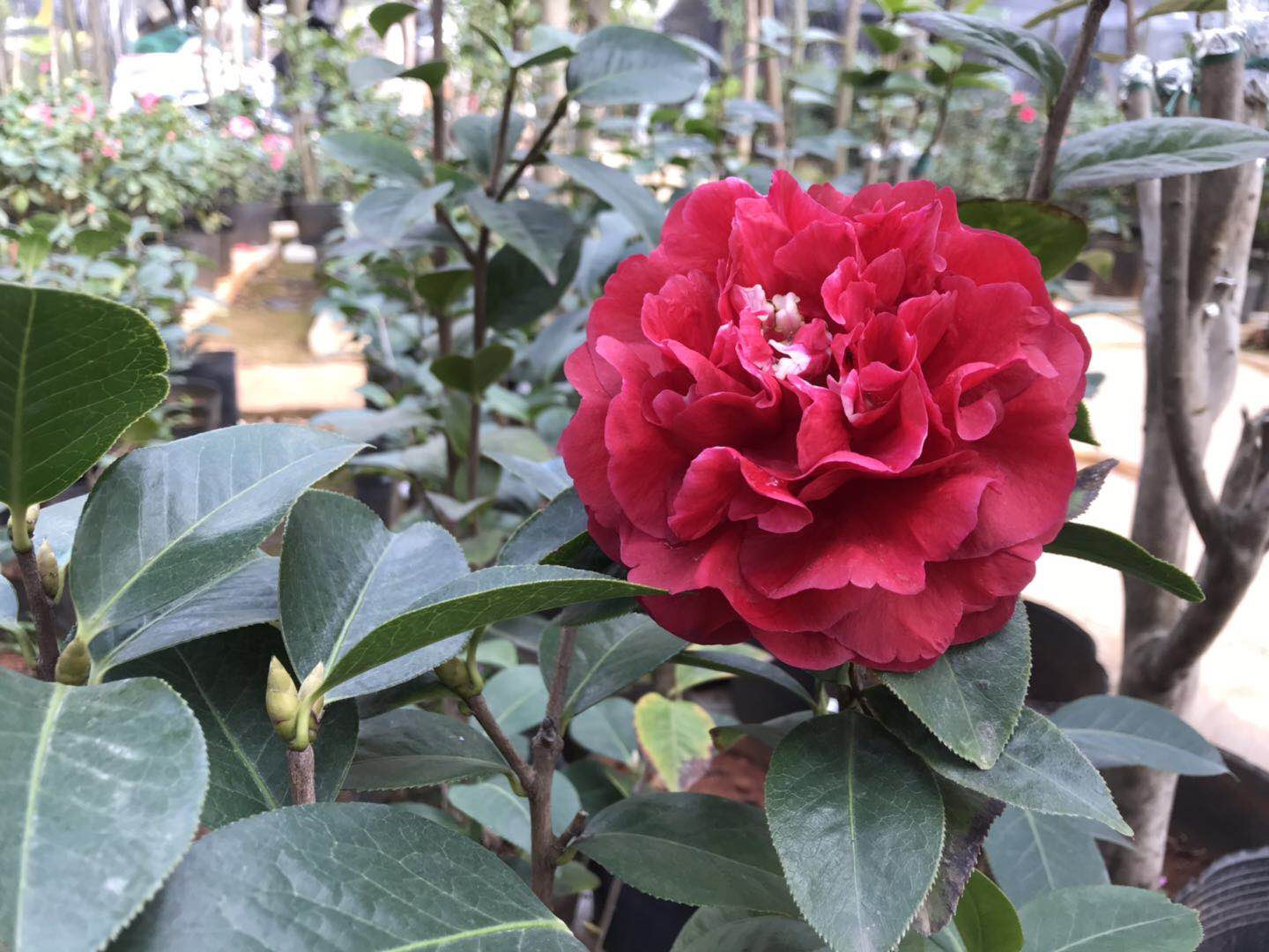 云南茶花2年嫁接正宗朱砂紫袍砧木耐冬6月份绿植