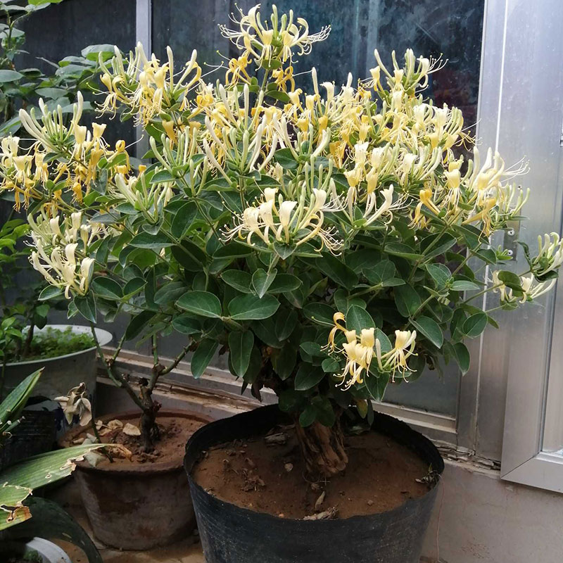 金银花盆栽树桩老桩盆景室内四季绿植野生树桩花卉种植苗红色