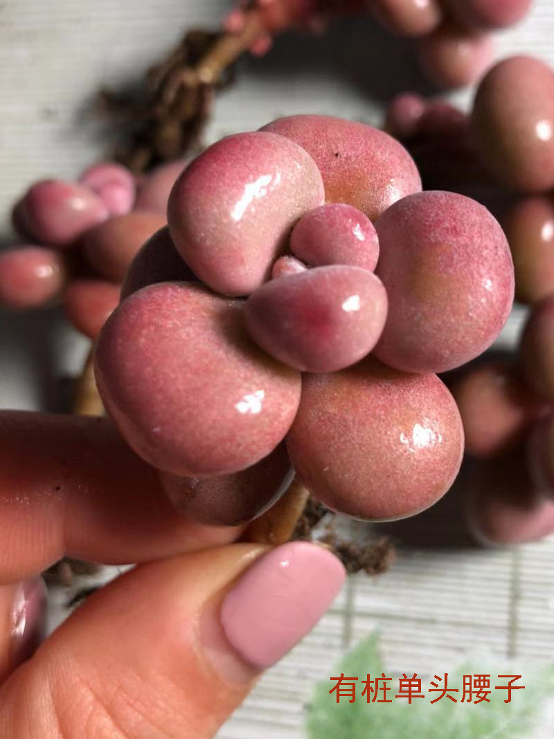 丸叶桃蛋多肉老桩带杆正宗腰子蛋桃桌面植物多肉植物