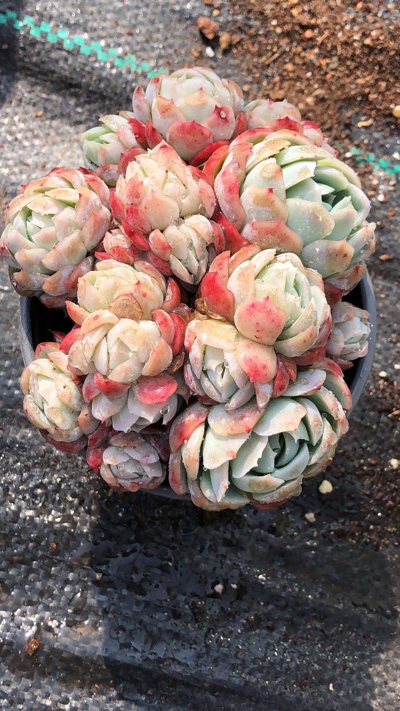 奶油贝瑞桩子群生进口一物一拍多肉植物多肉植物