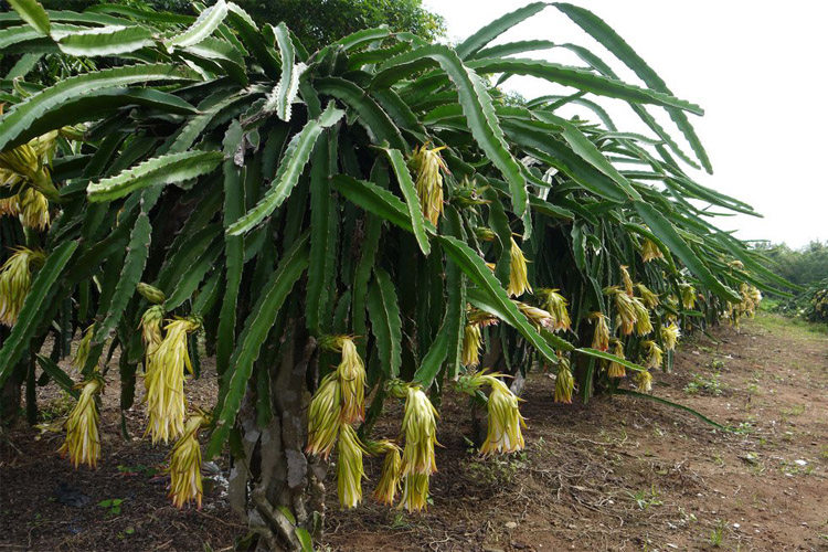 霸王花苗鞭量天剑花仙人仙人掌掌科多肉植物盆栽果树