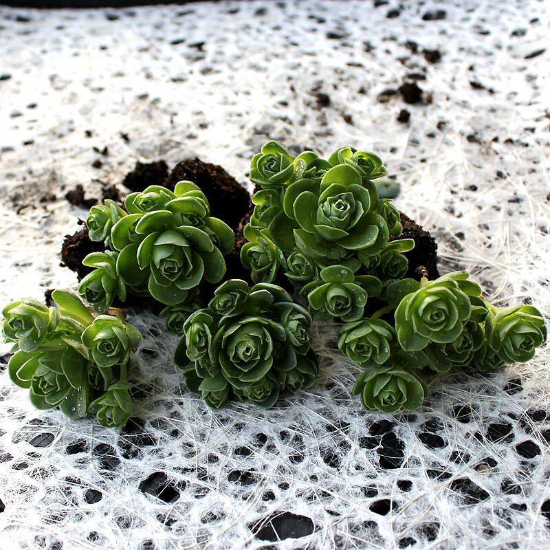 山地玫瑰翡翠球爆盆多肉植物晚霞之舞新春全店满28元包邮玉蝶老桩