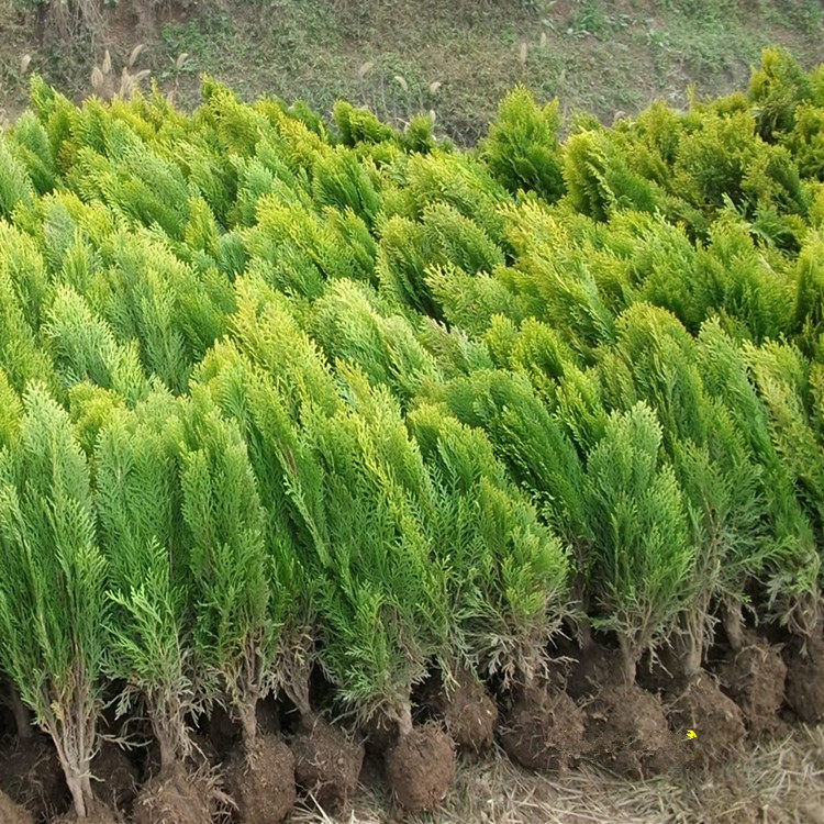 植物绿化树苗篱笆黄色洒金柏苗小苗观叶
