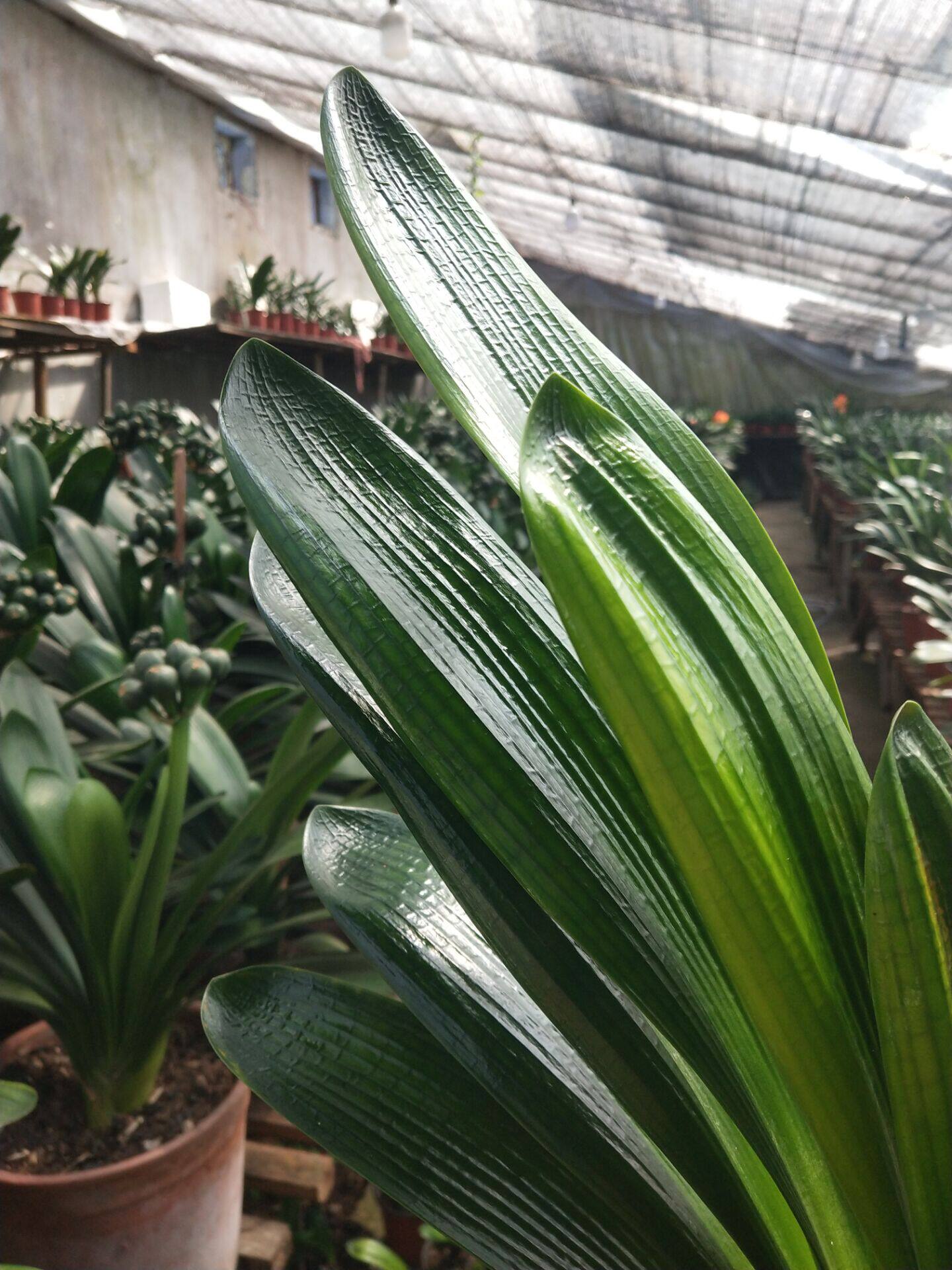 精品君子兰元宝和尚油匠蜡膜阳台绿植盆栽防辐射绿植