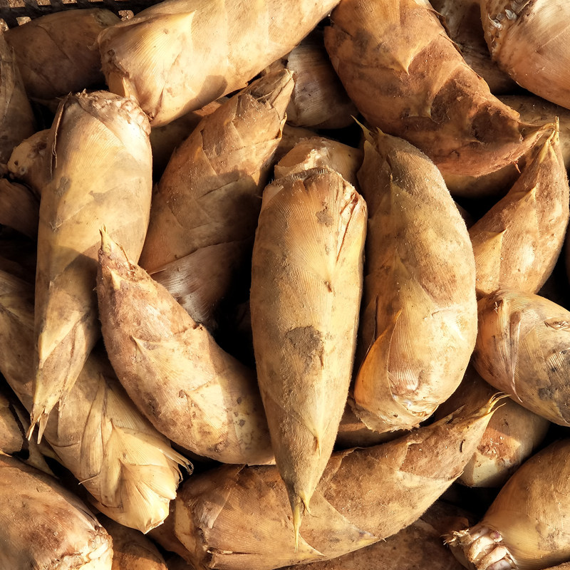 2022江西野生新鲜冬笋现黄泥笋带壳毛竹笋孕妇蔬菜510斤装包邮