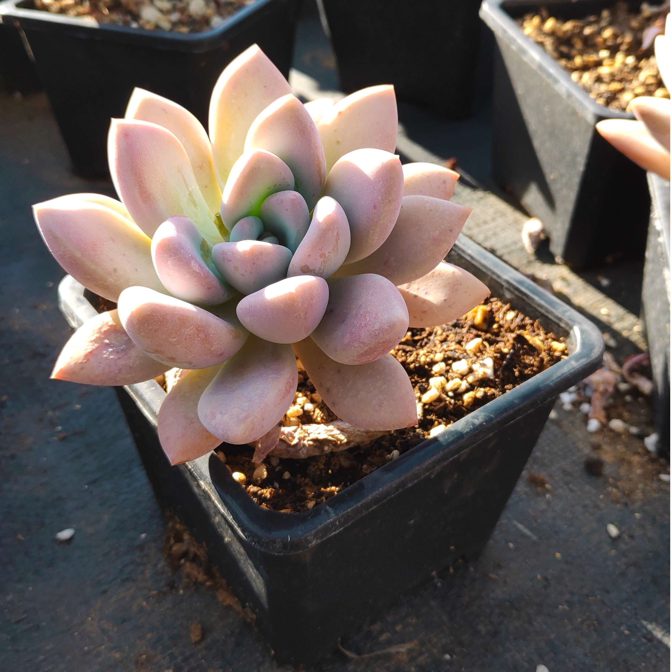 奥普琳娜老桩热门园艺多植物家庭装饰套餐花园阳台多肉植物