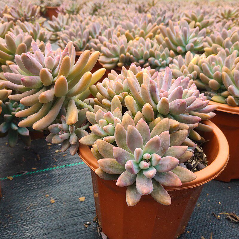 秋丽大盆多肉植物花园庭院露养净化空气美观云南多肉植物