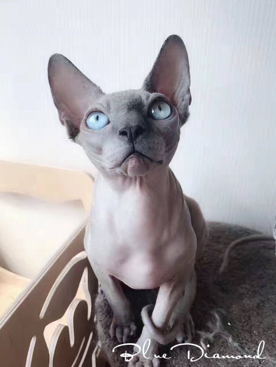 无毛芬克斯活体宠物蓝皮猫咪