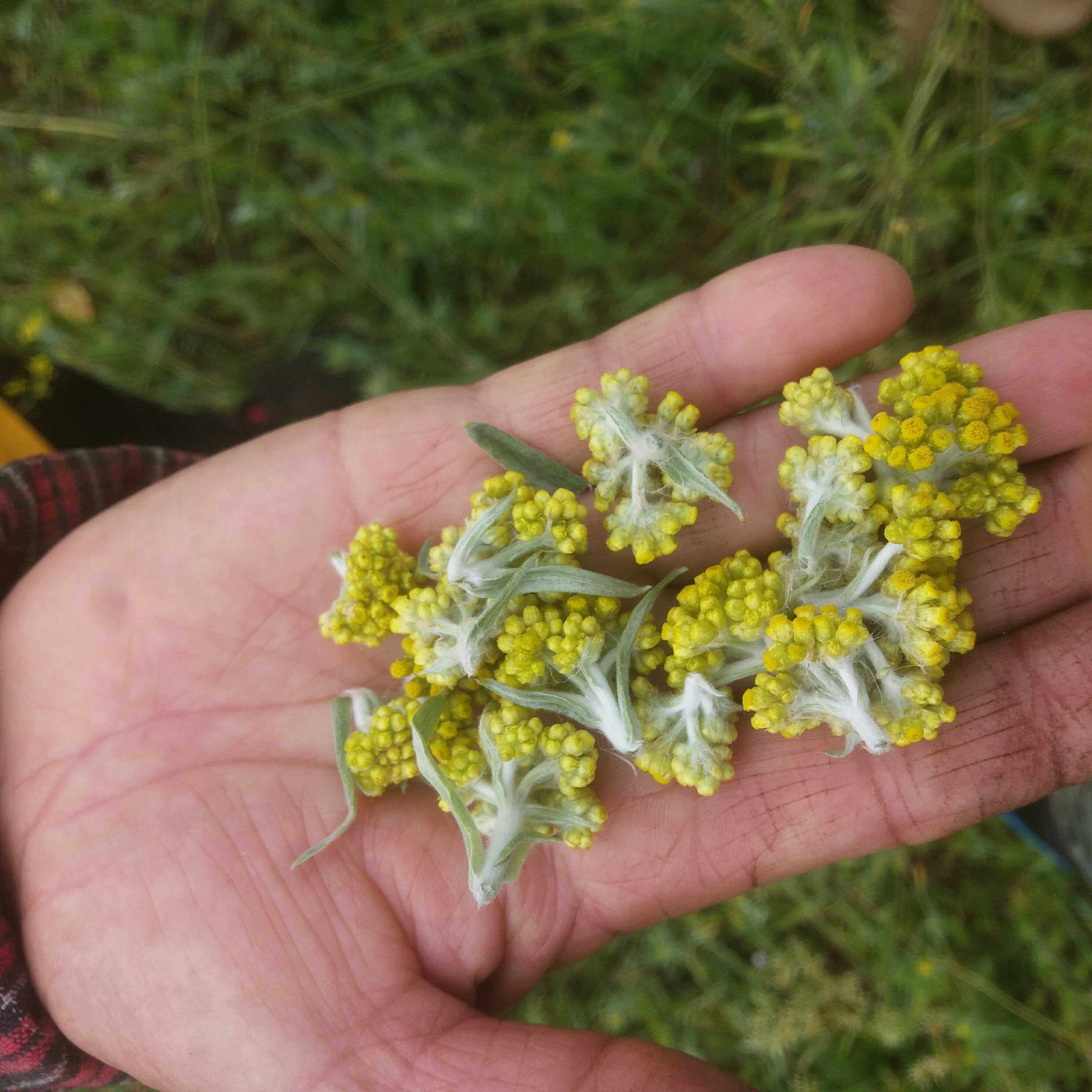 2斤包邮 江西鄱阳湖野生水牛花水菊子花清明草鼠曲草新鲜现摘500g