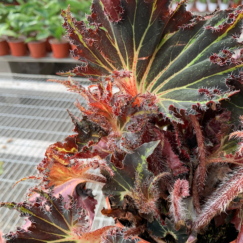 霹雳植物风包ins13cm绿植盆景好养叶植物秋海棠花卉