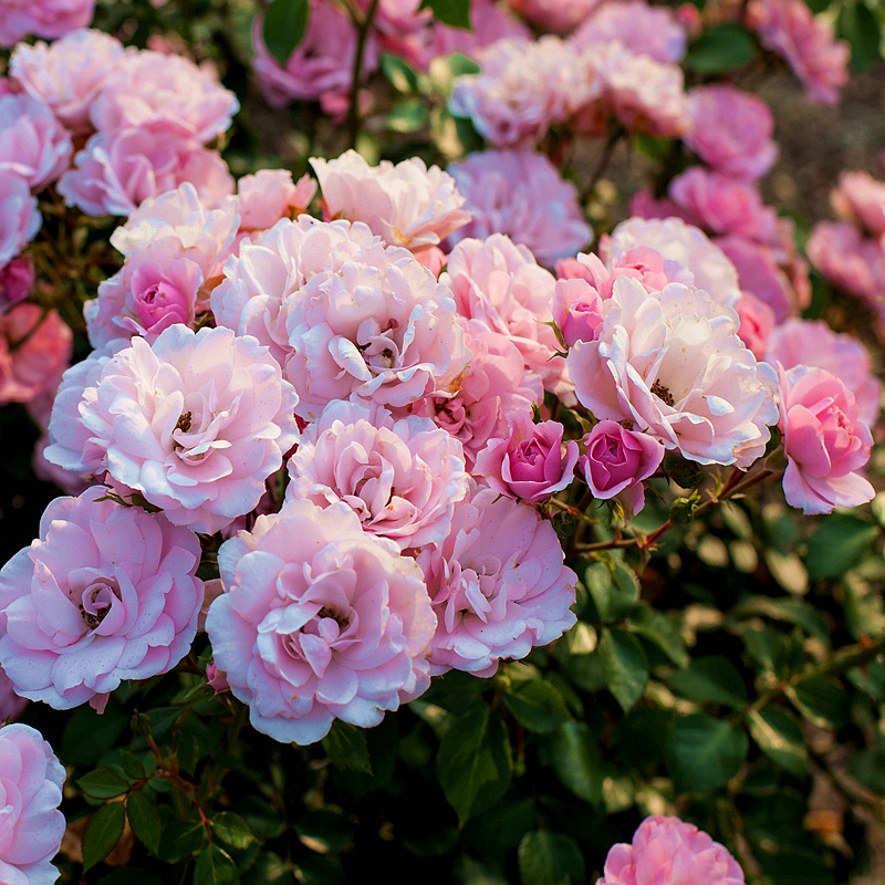 灌木耐热勤花虹越进口月季月季花花苗玫瑰丰花花卉