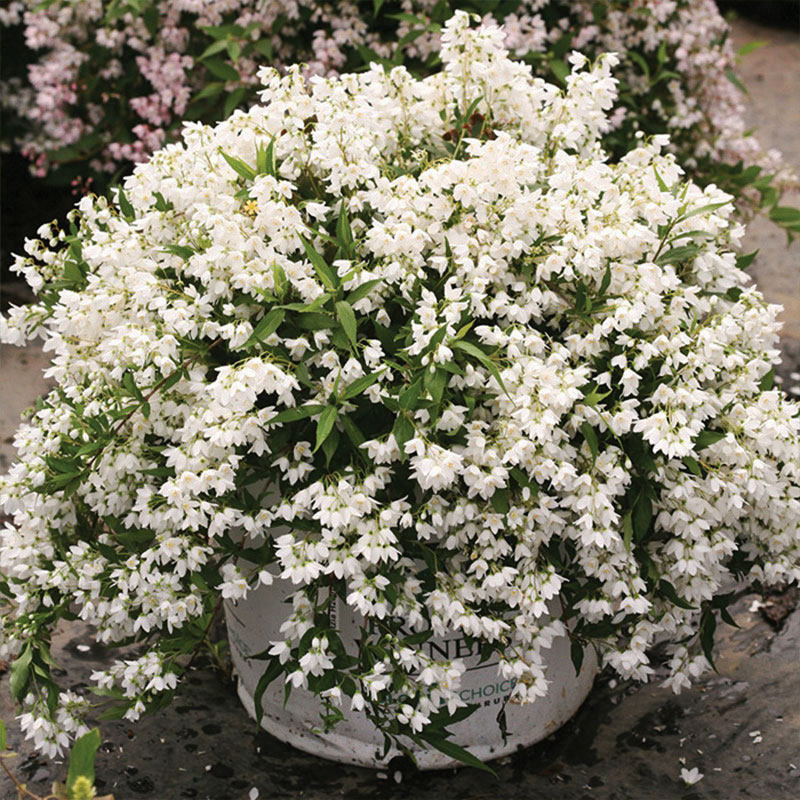 虹越花灌木夏樱花溲疏盆栽草莓田雪樱花粉铃铛花园庭院种植