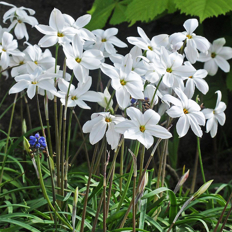 花卉花韭种宿根虹越进口球根多年生植物耐寒阳台种球