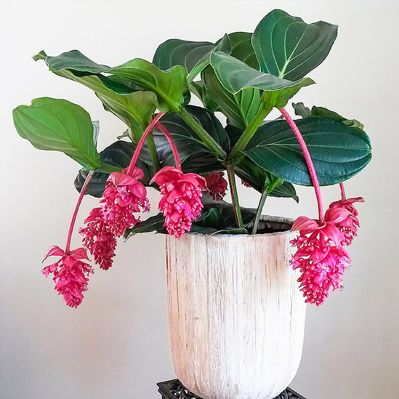 宝莲灯虹越室内花卉美观送礼佳品高端绿植盆栽时令草本花卉