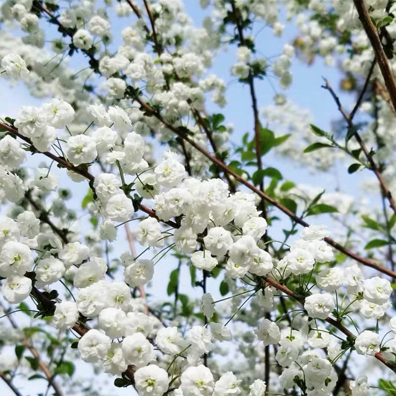 首页 下载app                          重瓣喷雪花盆栽虹越苗花开