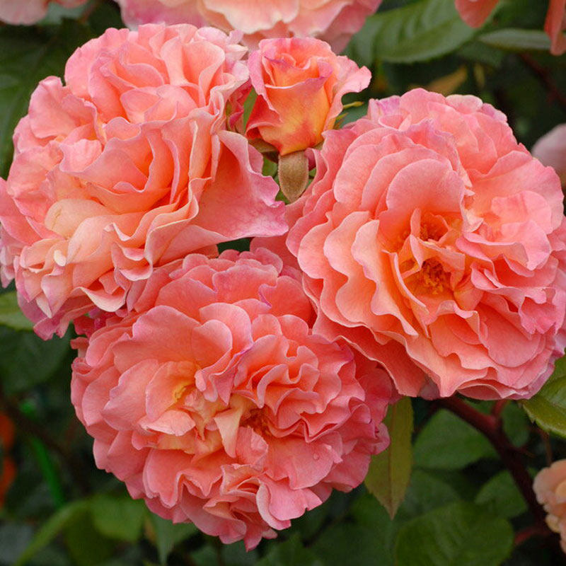 虹越丹陶月季盆栽玫瑰庭院阳台露台花园音乐厅月季