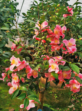 盆栽四季常青园林花坛绿化树苗茶梅