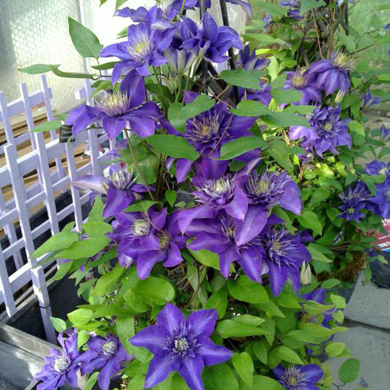 铁线莲花苗重瓣早花大花虹越爬藤花卉攀援观花植物大河蓝光