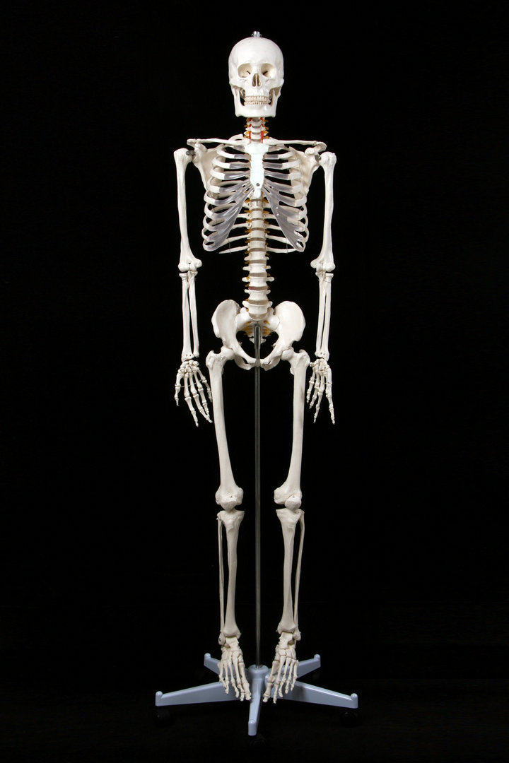 新款厂家直销医学最标准的170cm人体大骨骼模型 骷髅骨架标本