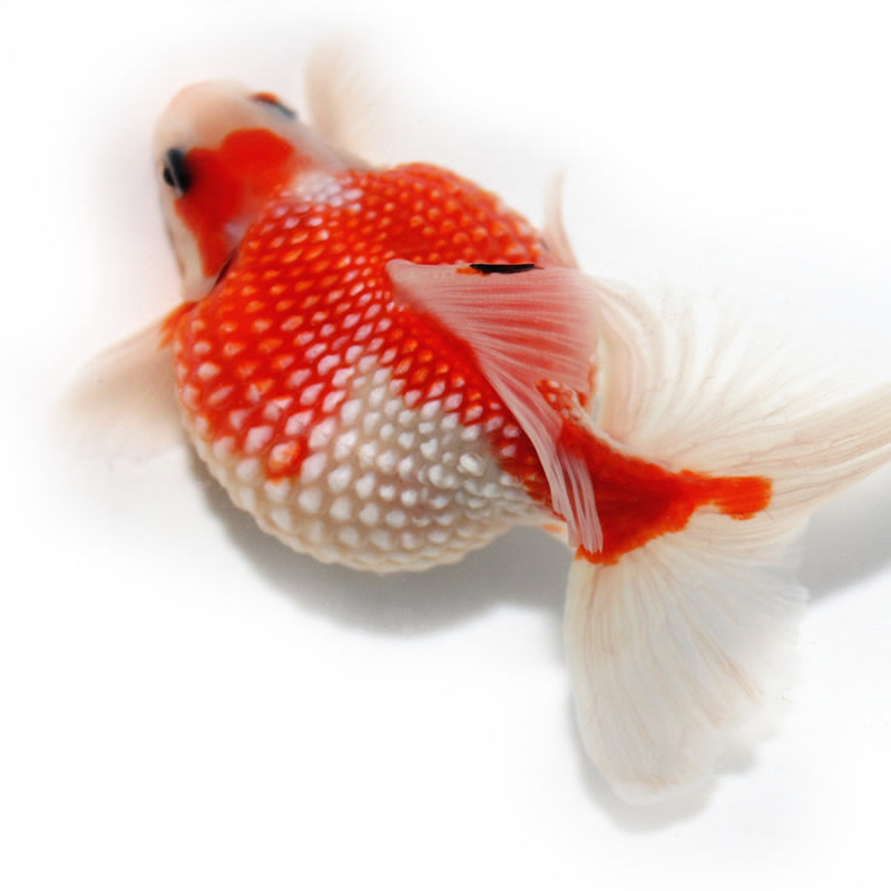 珍珠金鱼活鱼观赏鱼国粹红白白鼠头胖皮球水族鱼