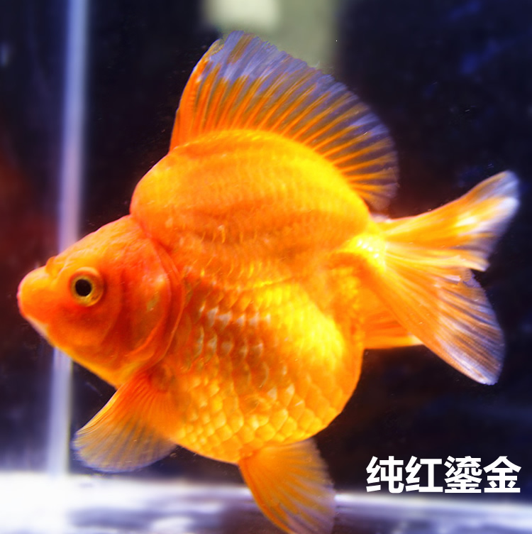 红白鎏金金鱼活体水族观赏鱼冷水鱼精品金文鱼类鱼