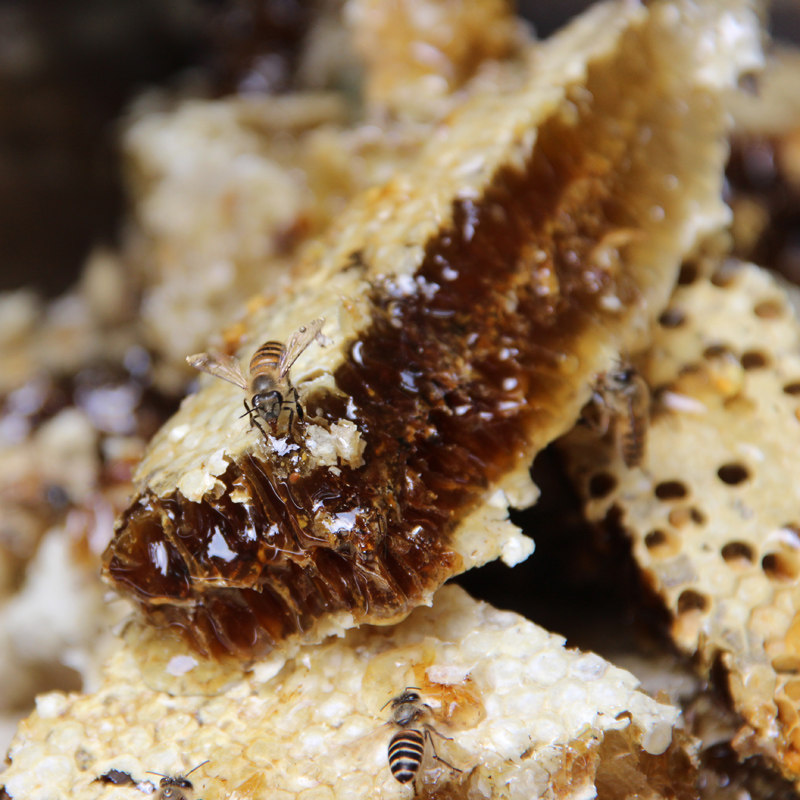 蜂蜜木桶农产品自产无添加纯正天然野生花源成熟蜂蜜