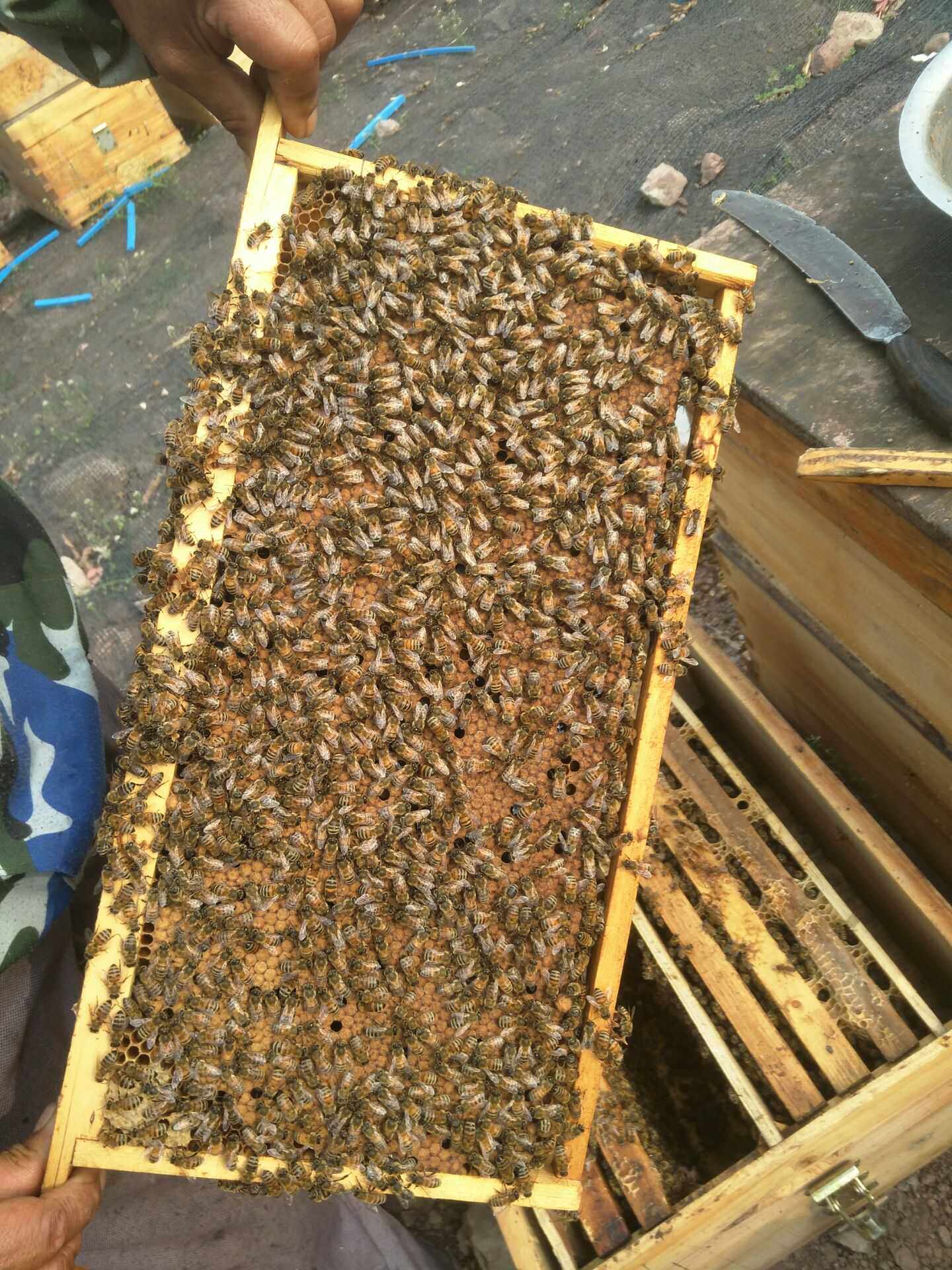 纯种意蜂种蜂王一代生产王产卵王开产王交尾王新蜂王活体包邮