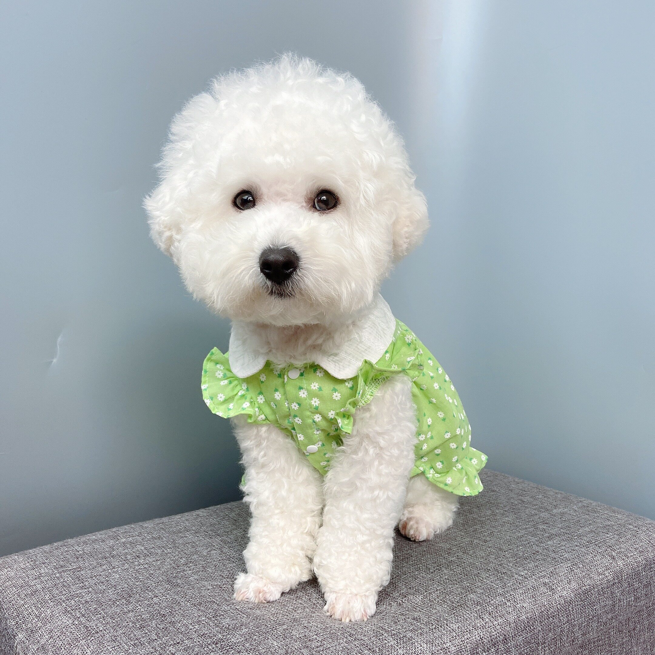 狗狗教程缝制模版衣服博美公主装熊博美迪比泰迪宠物服装