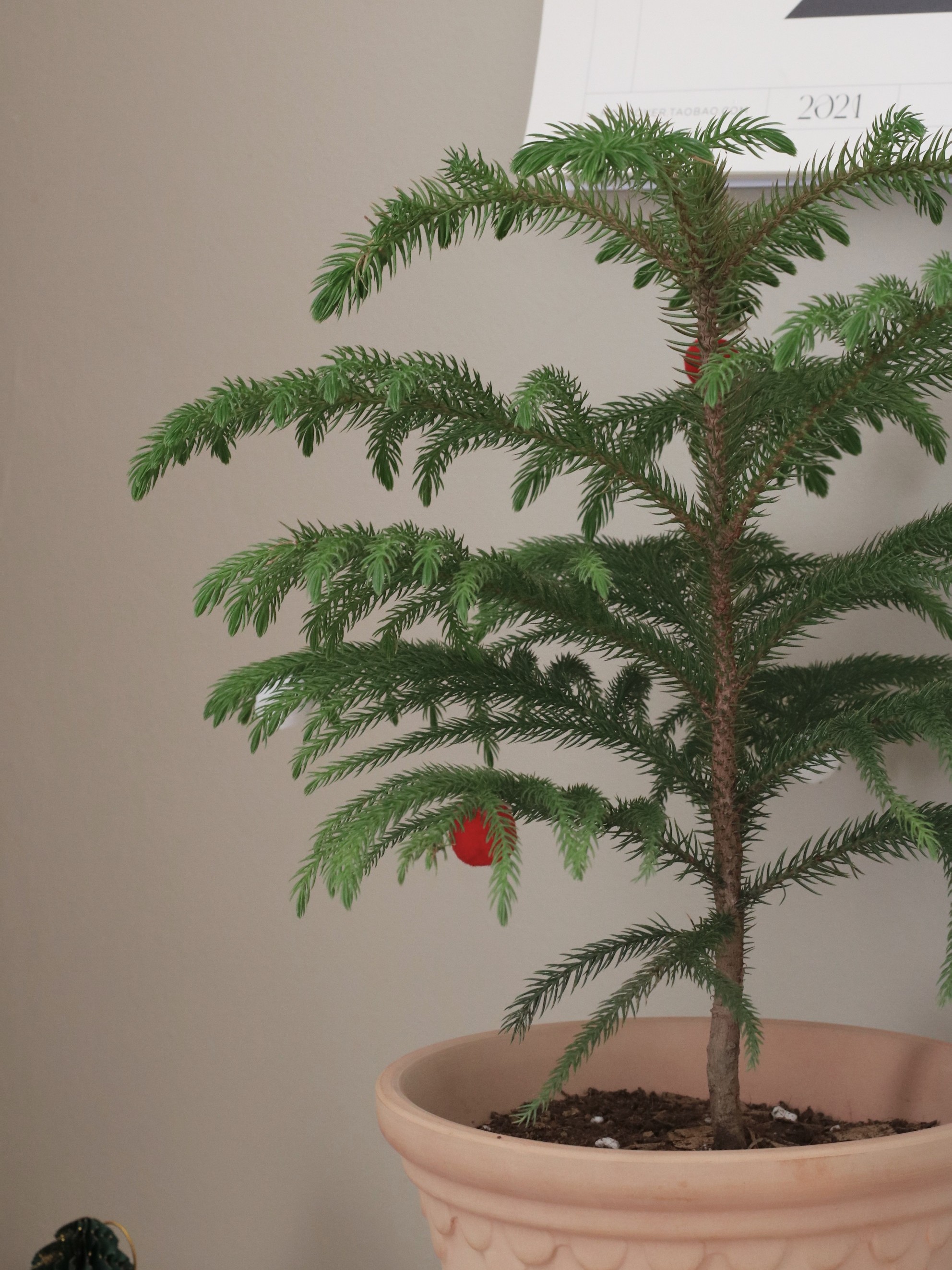 植物私生活北欧ins新年圣诞节南洋杉圣诞树新家好绿植绿植