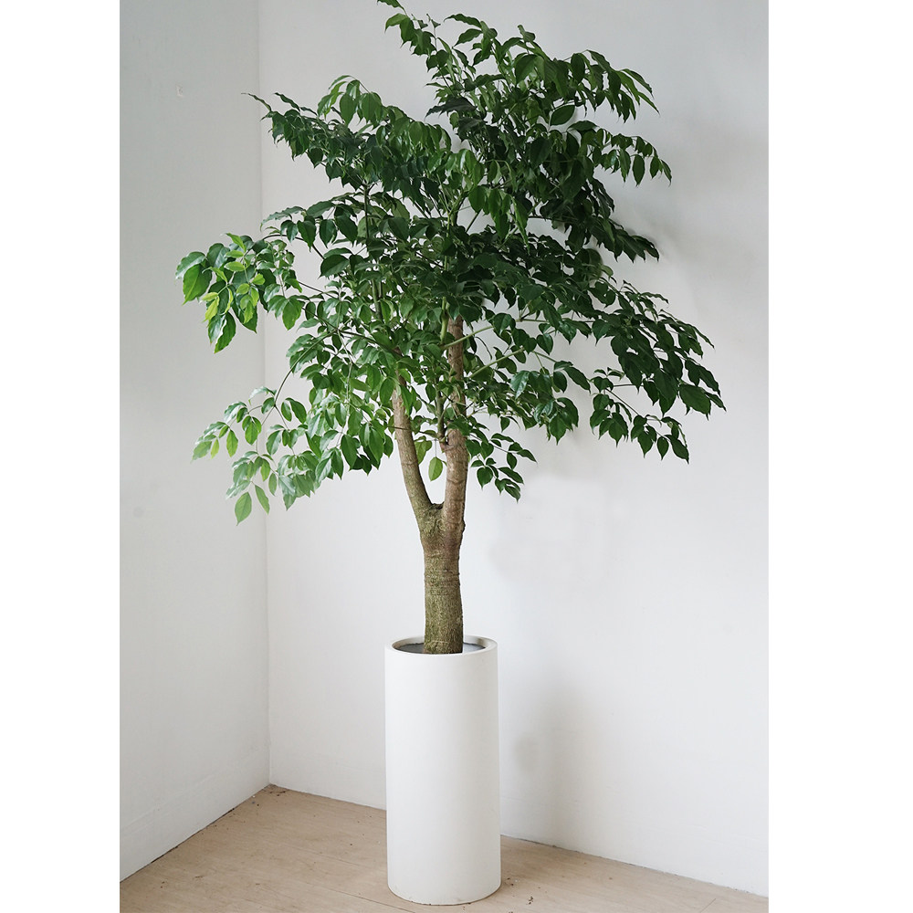 植物私生活幌伞枫不是绿宝北欧风格室内大型植物净化空气