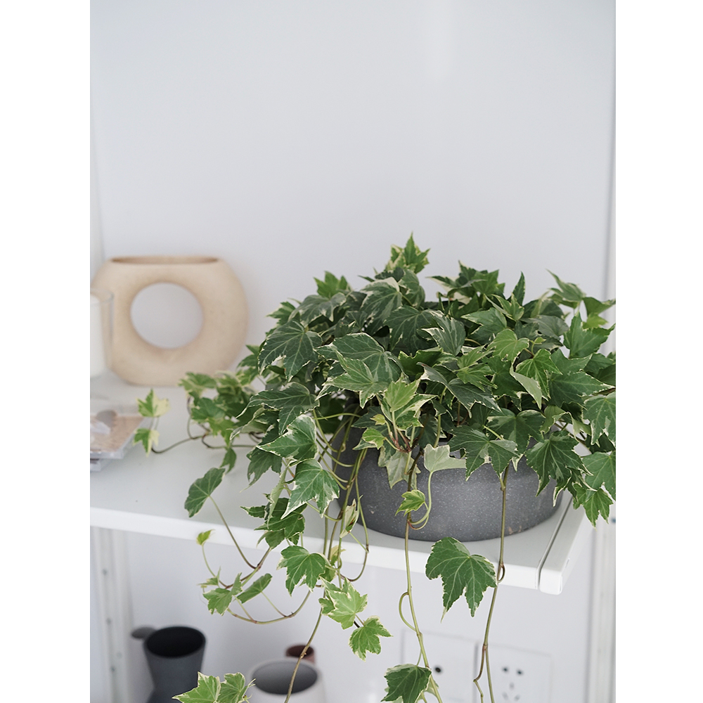 植物私生活常春藤北欧简约家居风攀爬爬藤室内绿植绿植
