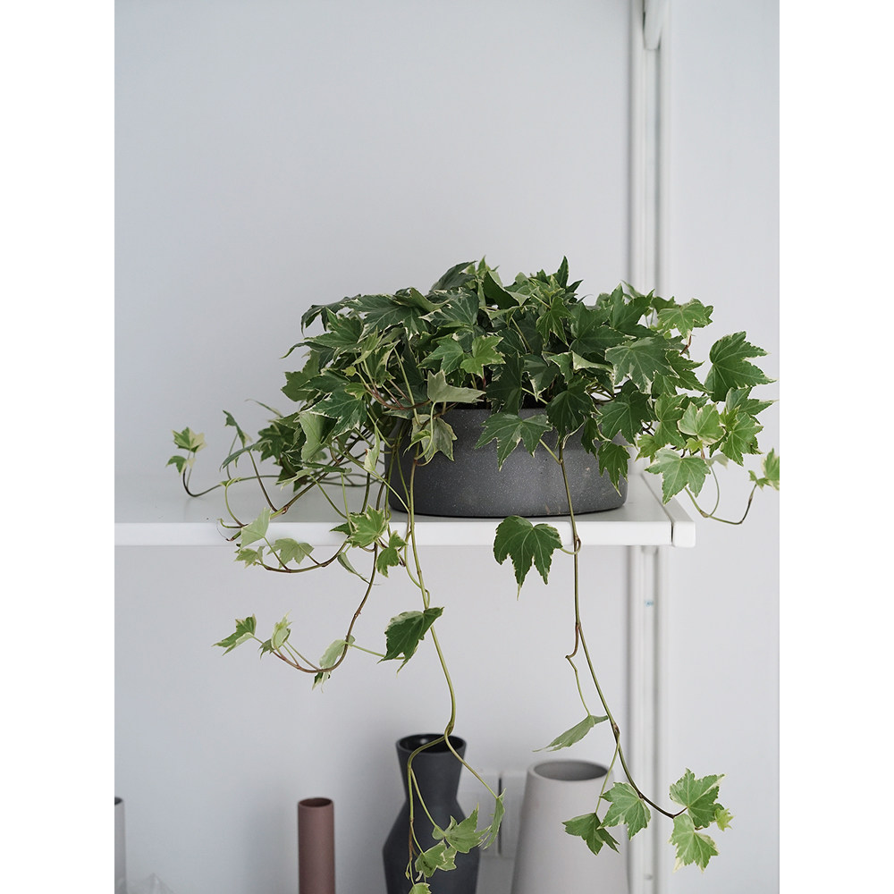 植物私生活常春藤北欧简约家居风攀爬爬藤室内绿植绿植