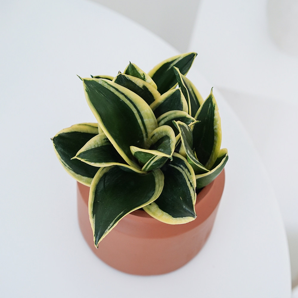 植物私生活荷花兰金金边虎皮桌面盆栽新家绿植