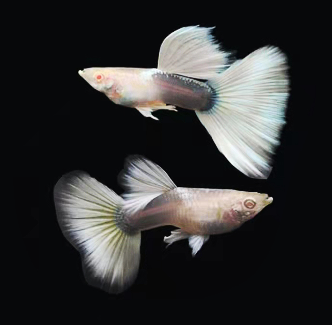 孔雀活体凤尾鱼热带鱼纯种淡水小型胎生观赏鱼活包鱼