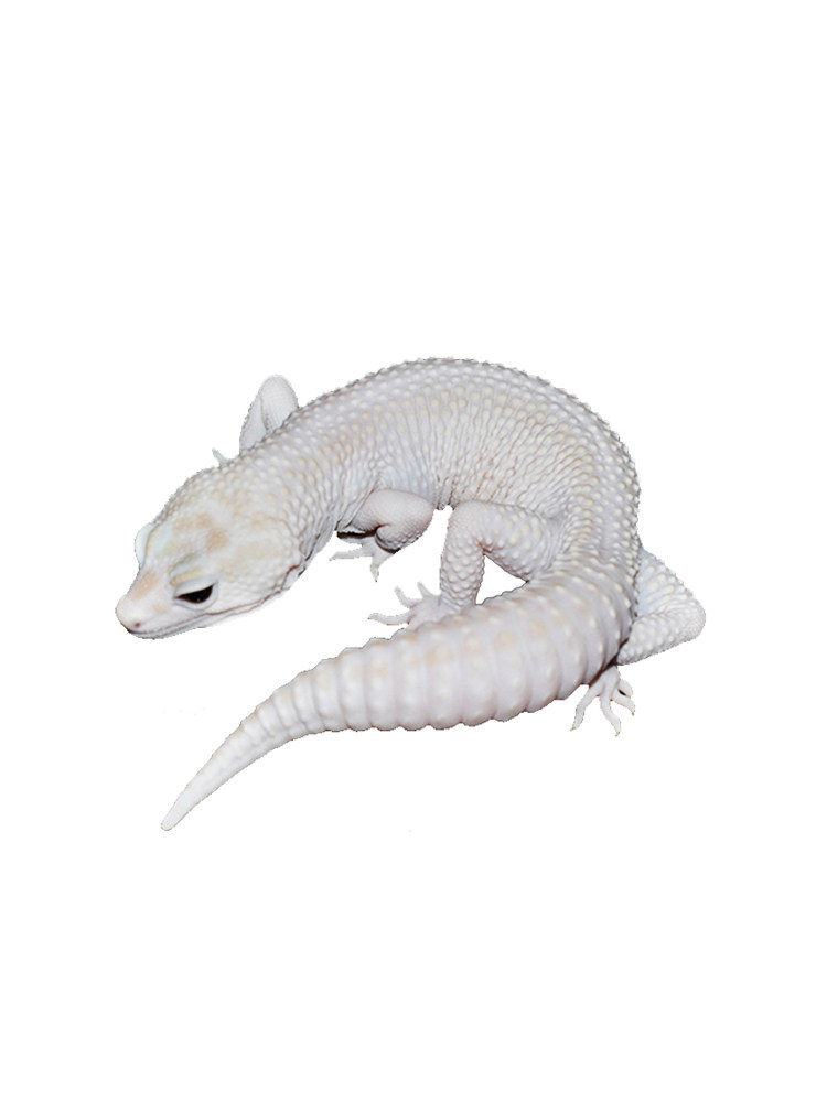 豹纹守宫幼崽肥尾蜥蜴爬宠黑夜白黄异温顺可爱特色爬宠