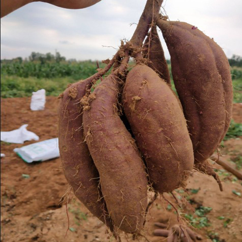 紫薯徐紫8号100株包邮红薯苗紫番薯紫罗兰越南番薯