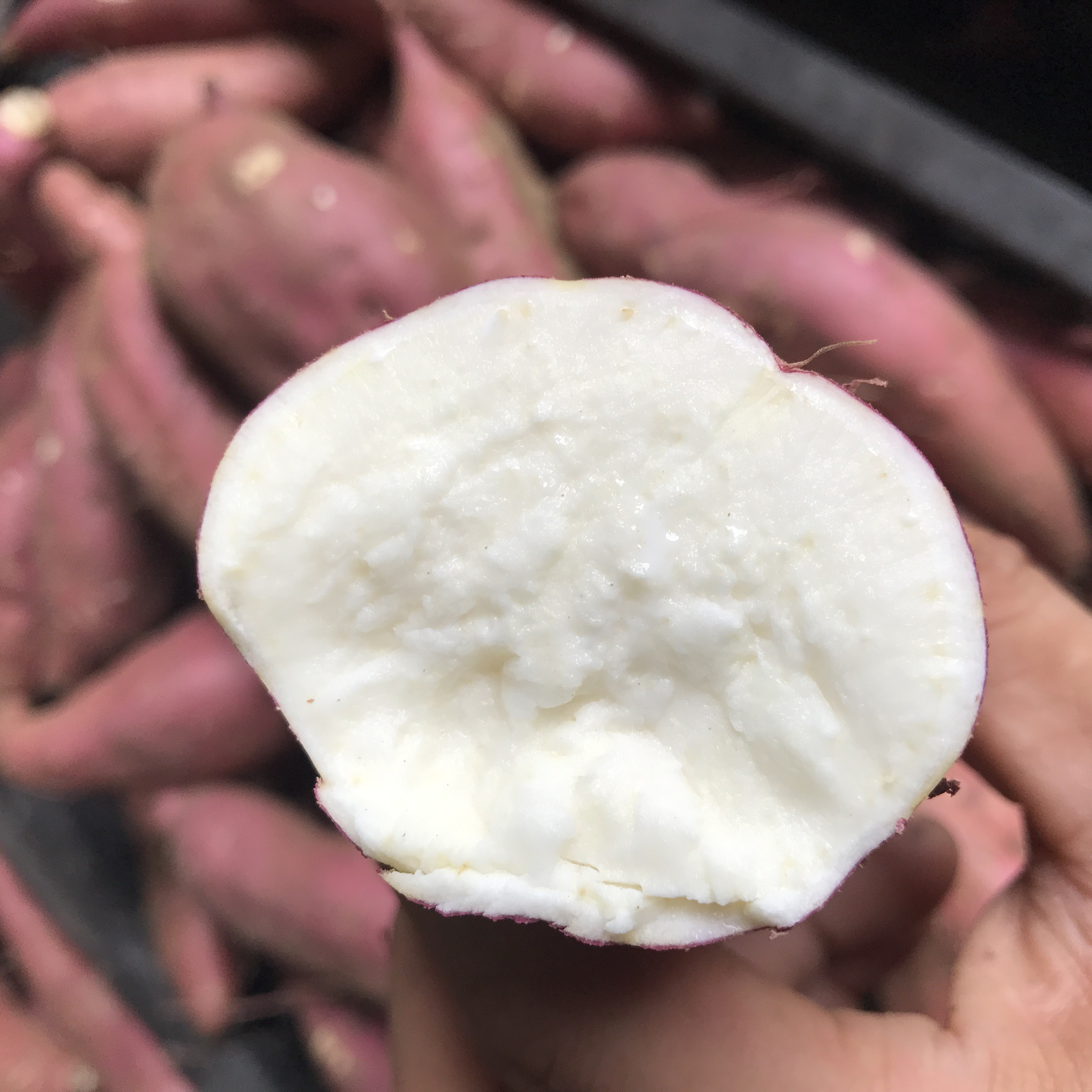 板栗薯白红薯沙地番薯农家自种地瓜现挖小香番薯