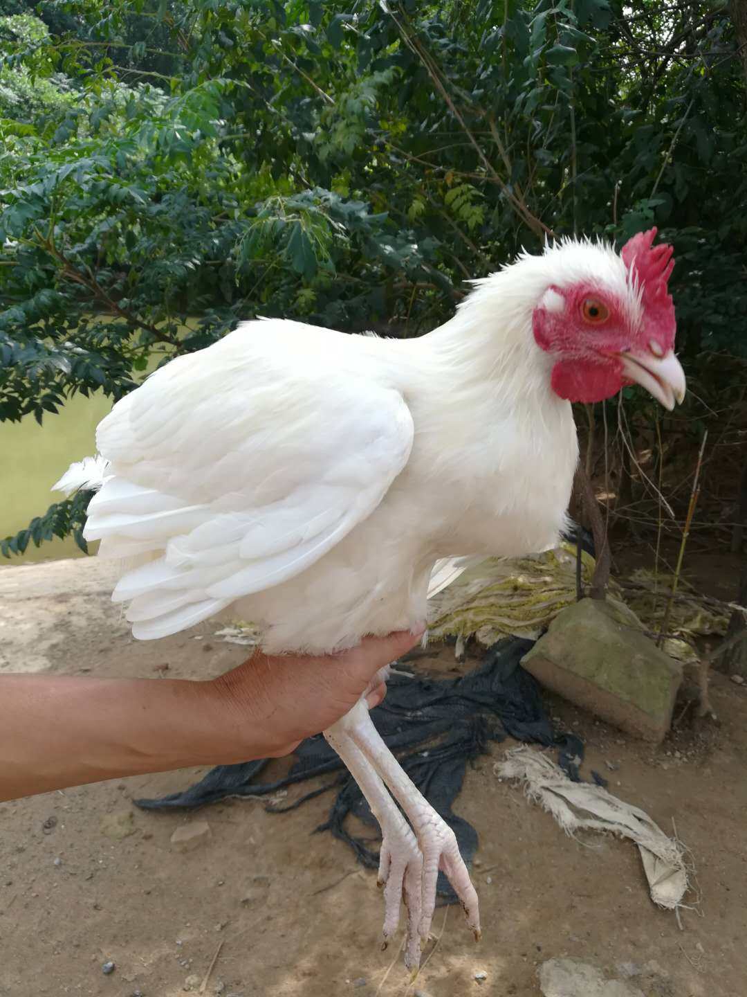 正宗农家散养乌鸡竹丝鸡乌骨鸡月子柴鸡走地鸡整只新鲜现杀炖汤
