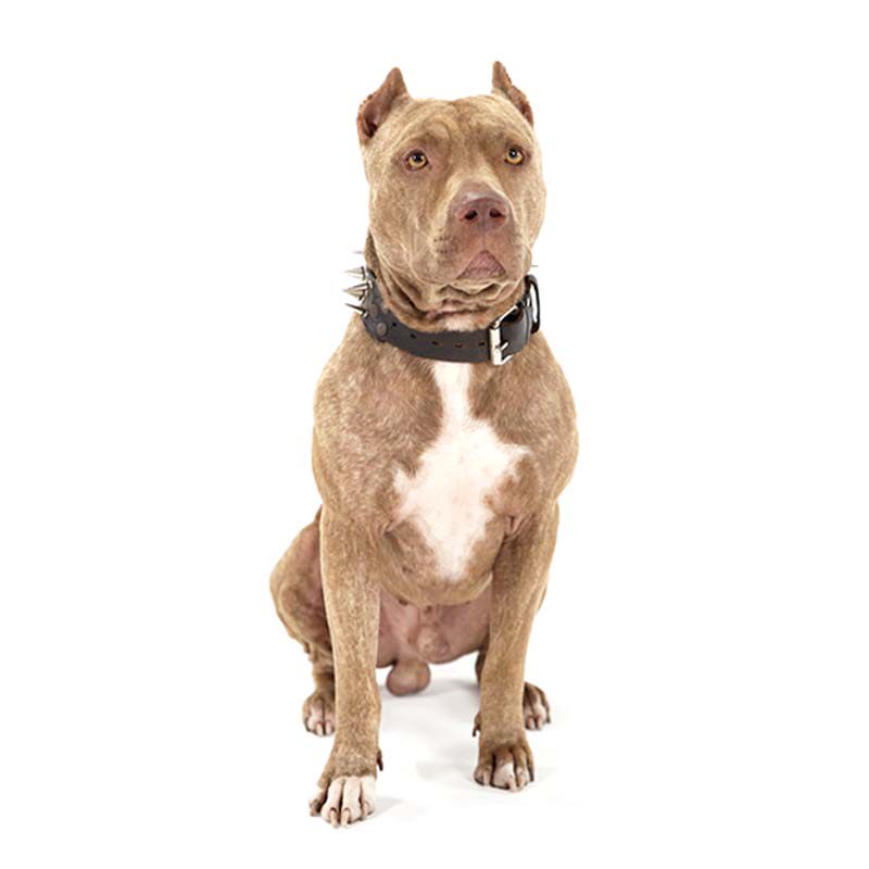 纯种比特特犬幼犬活体宠物宠物狗狗狗大型赛级斗畜牧