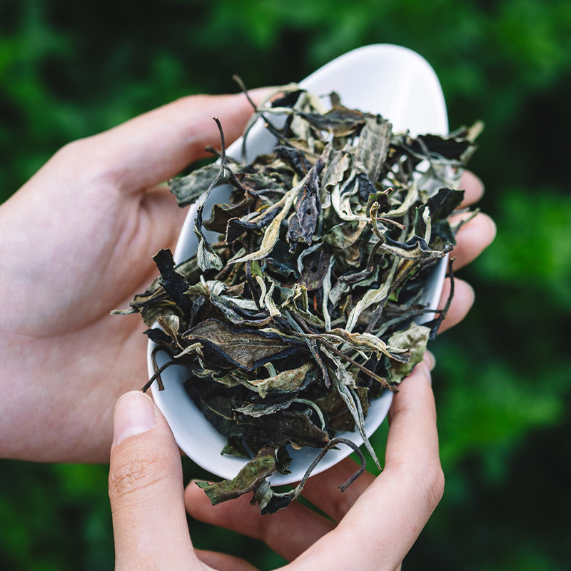 乔普2021年云南古树无尘古茶纯料白茶散500g茶叶其它白茶