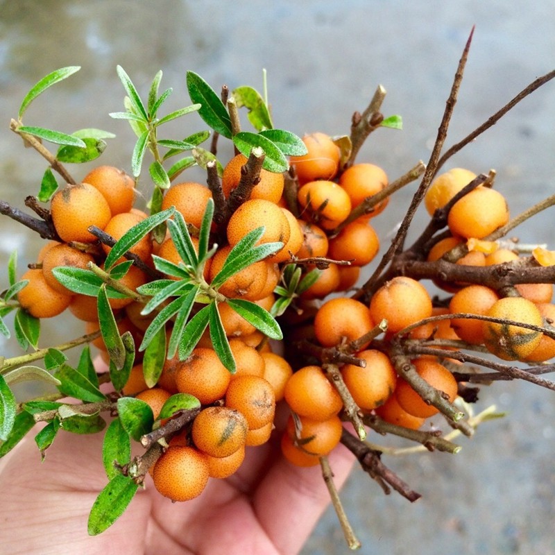 新鲜沙棘果 1000g 山西特产 吕梁山 沙刺果 新鲜 挑选醋柳果