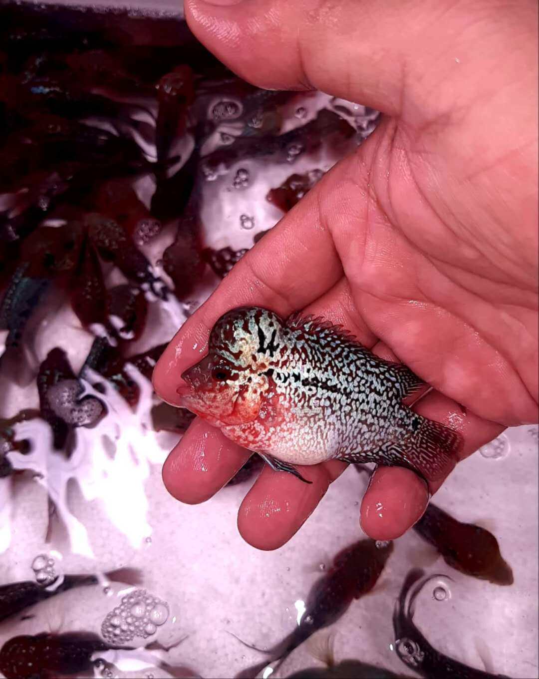 泰国进口观赏亚成起头爆头罗汉鱼活体鱼苗鸿运鱼