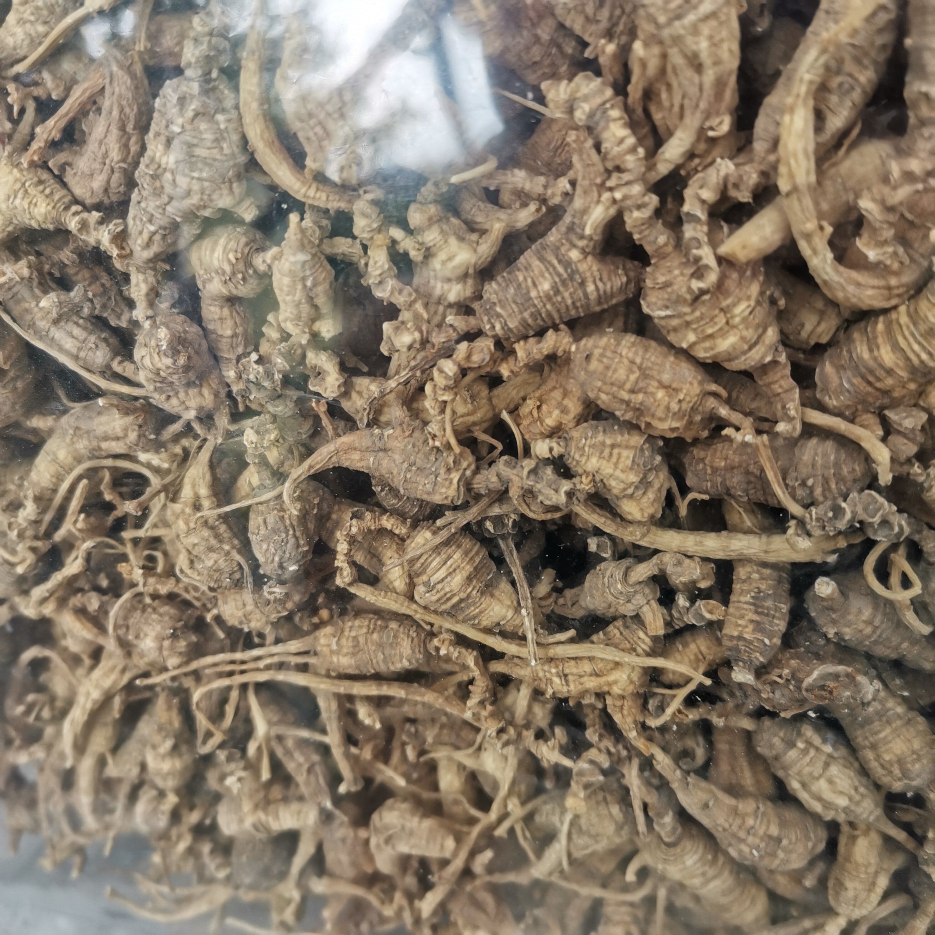 35年参龄纯正美国野生花旗参老西洋山西洋参整枝西洋参及其制品