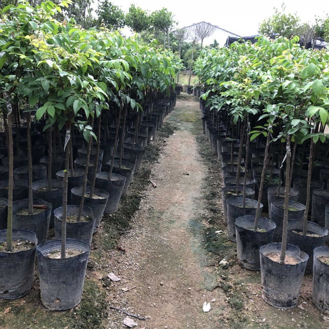 树苗杨桃结果广州良种嫁接果树台湾盆栽四季果树