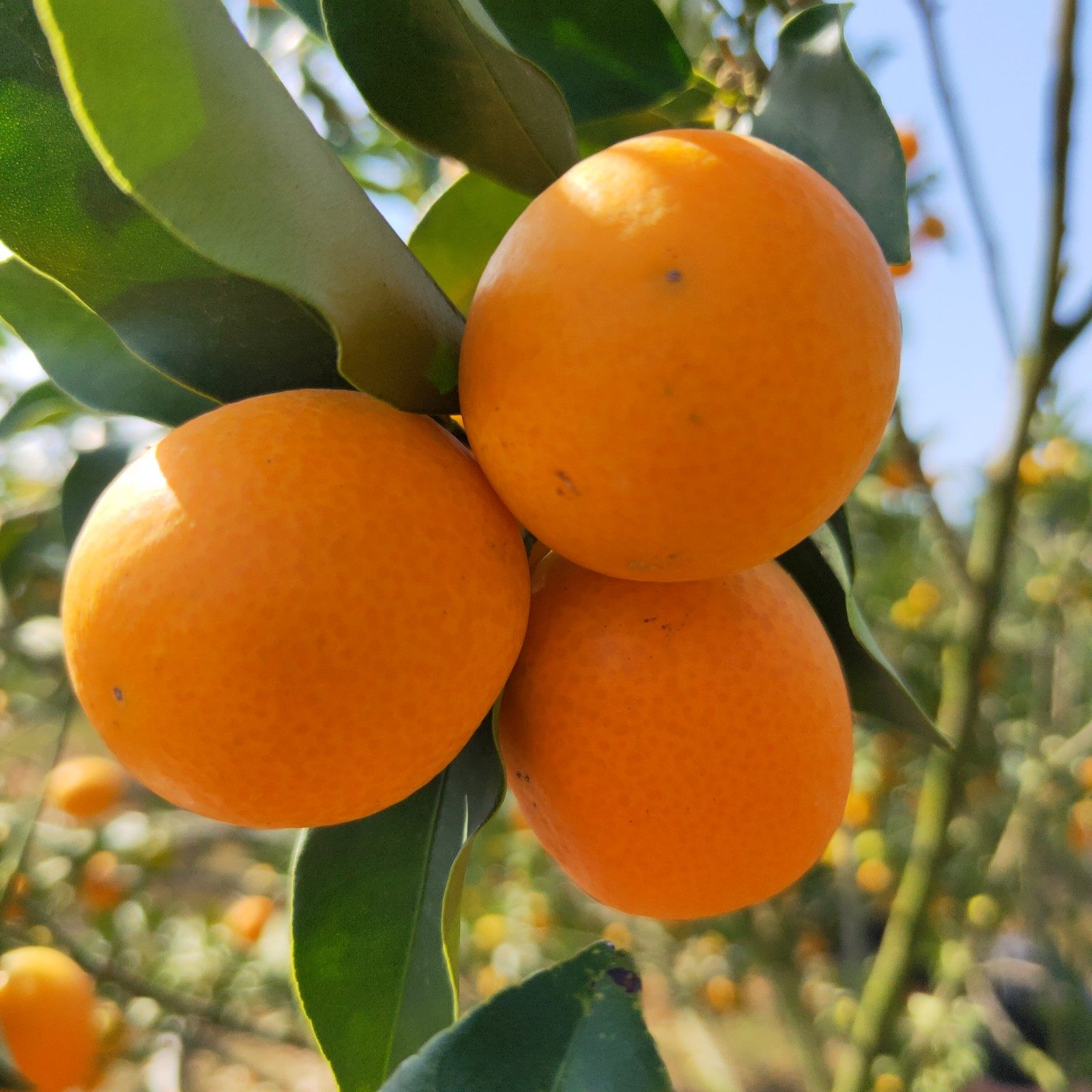 金桔阳朔油皮广西黄皮桔子新鲜水果大果5斤桔子